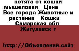 котята от кошки мышеловки › Цена ­ 10 - Все города Животные и растения » Кошки   . Самарская обл.,Жигулевск г.